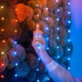 Candies LED 100 RGB Multicolor